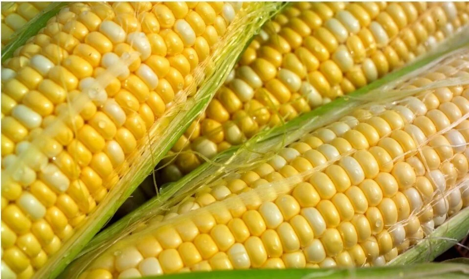 EAT LOCAL: INDIGENOUS COOKING WITH RACHEL SAYET AND SPECIAL GUEST BRIAN YAZZIE