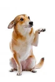 Don't Paws... Come Play!