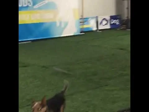 Canines in the Clouds!