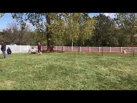 The Chase!