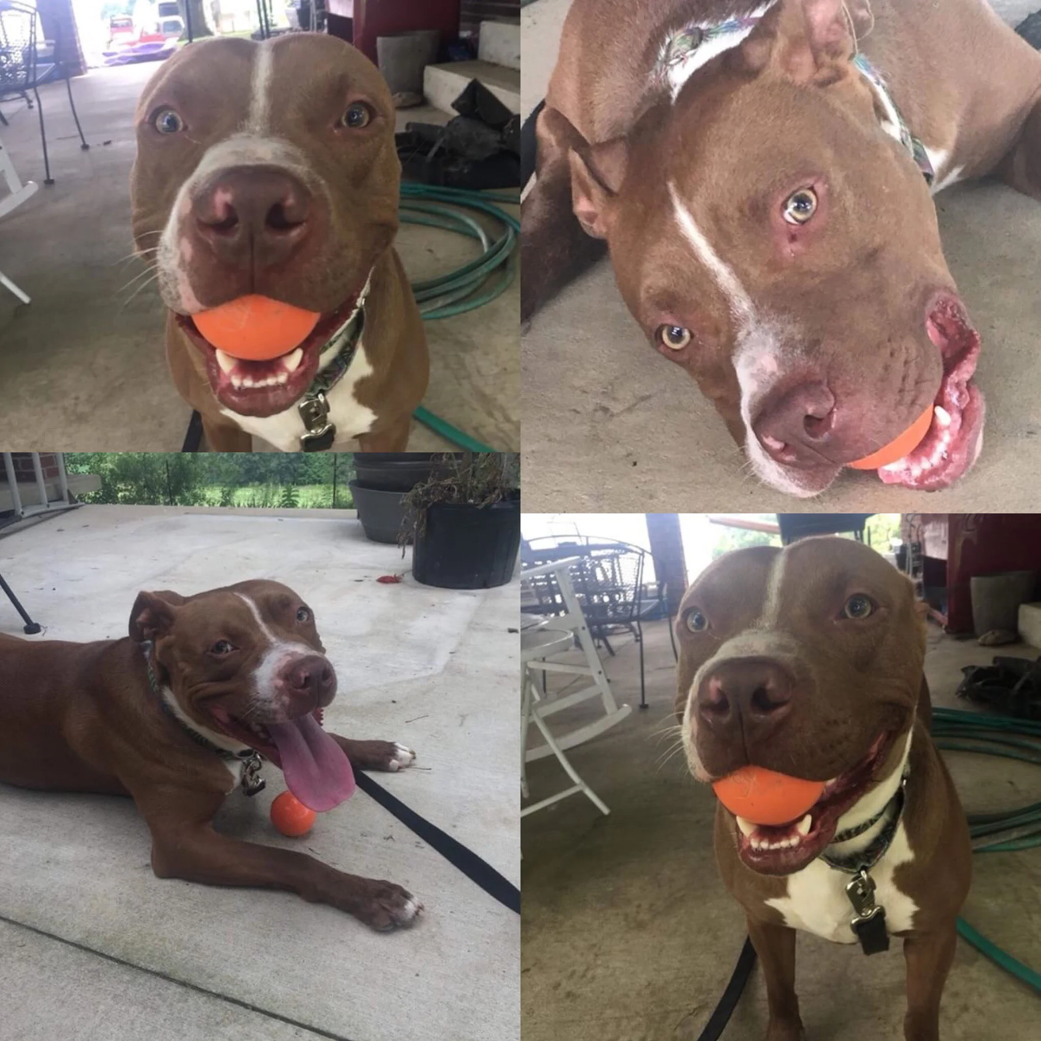 We met Felix at the Mega Indy Adoption Event. He carried around his K9X Ball the ENTIRE time he was there! After getting adopted, he was unfortunately returned to Red Sky Rescue in Indiana, but without his ball! We had to remedy that situation, and mailed him a few more. He's proud to be a K9X Dog, will you be his proud new owner?