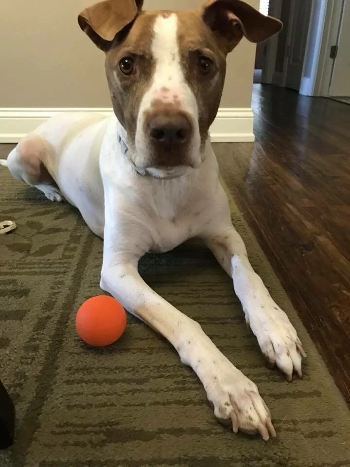You may recognize Maynard from our Hall of Fame! Yep, he's also in our Happy Customer album. Despite being a Hall of Famer, no other toy even comes close to lasting as long as the K9X Ball when Maynard is chomping on them!