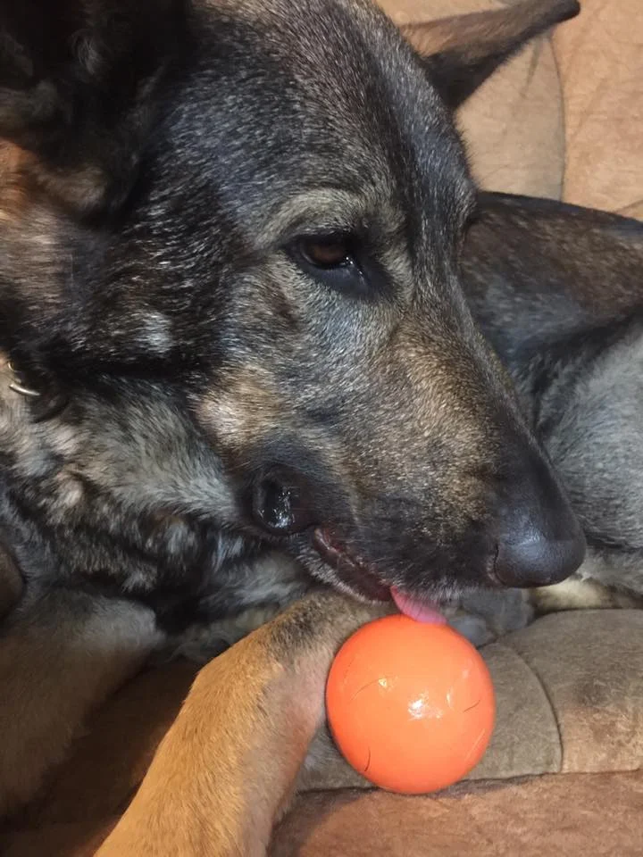 Bossy has destroyed tree branches and the world famous “indestructible” toys. And with a name like Bossy, she knows a thing or two about toys…
