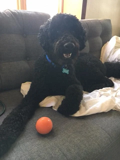 Ollie is a big fan of fetch. She loves the best bouncing ball out there!