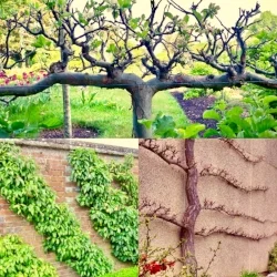 Espalier.jpg