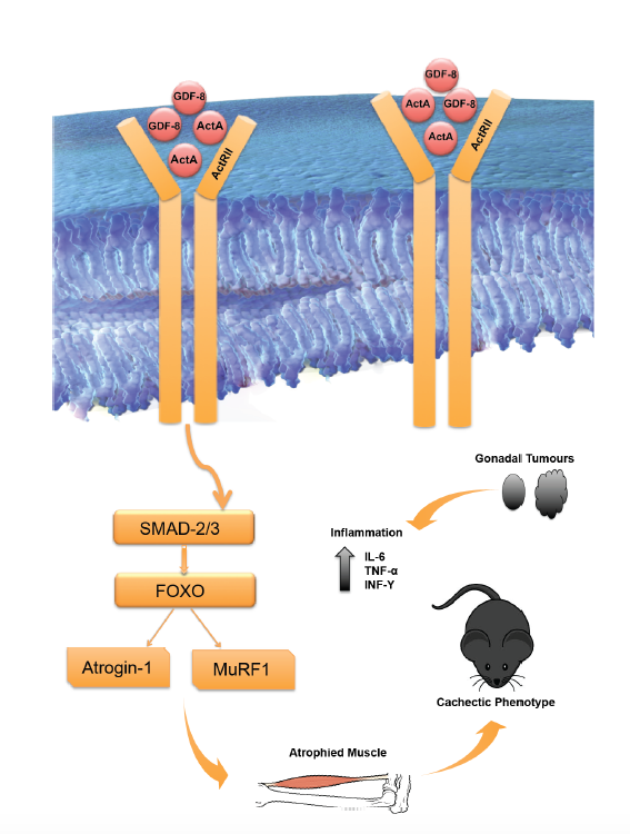 Shared mechanism of signal transduction mediated by activin-A (ActA) and Myostatin (GDF-8).