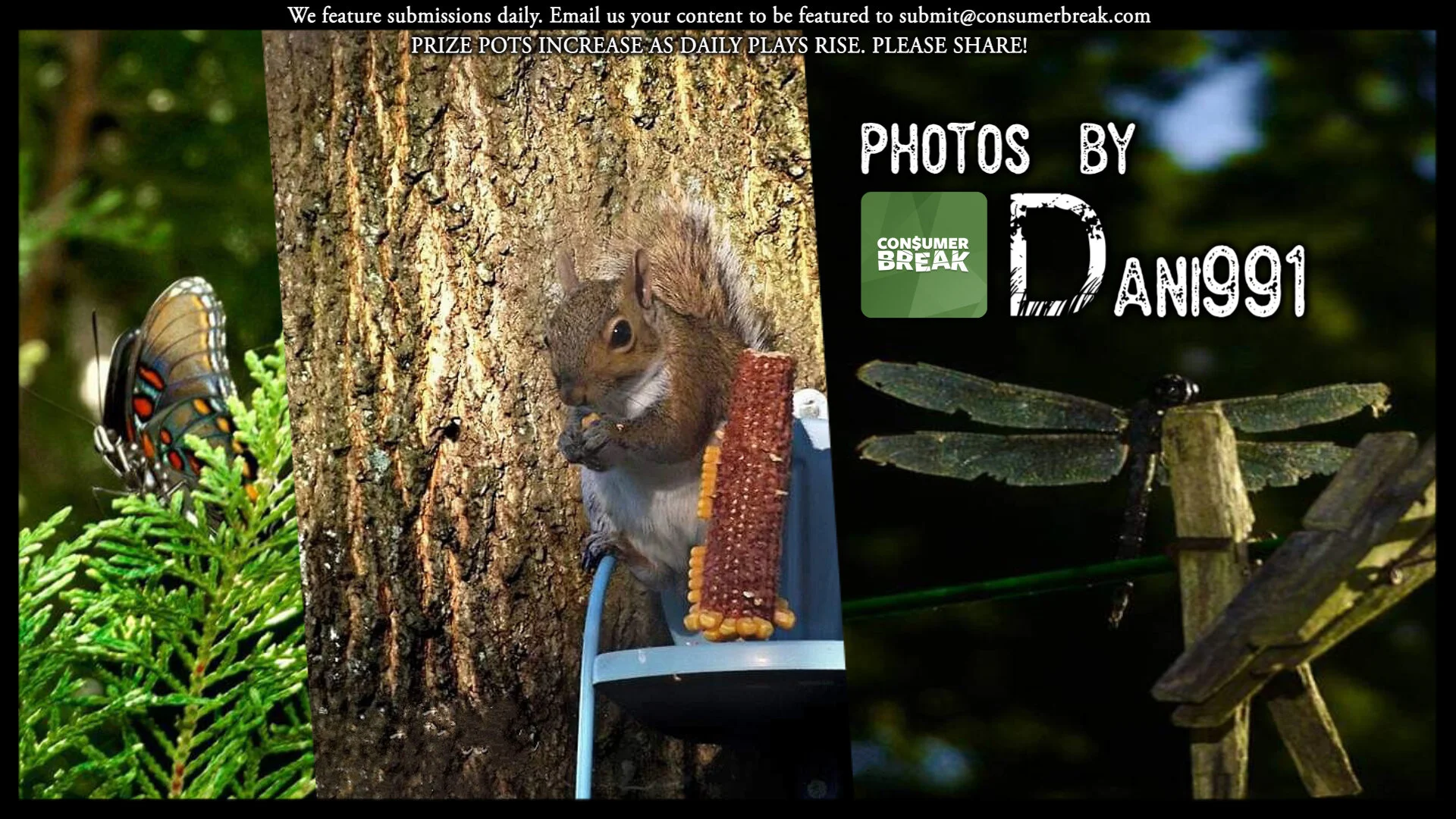 1-LEVEL GAME 1-Day Contest