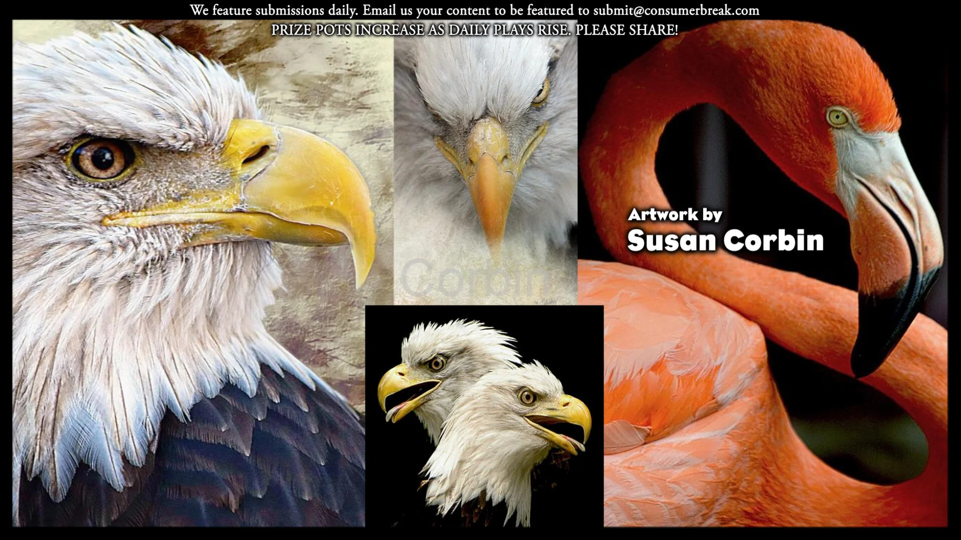 1-LEVEL GAME 1-Day ContestPhotos by Susan Corbin