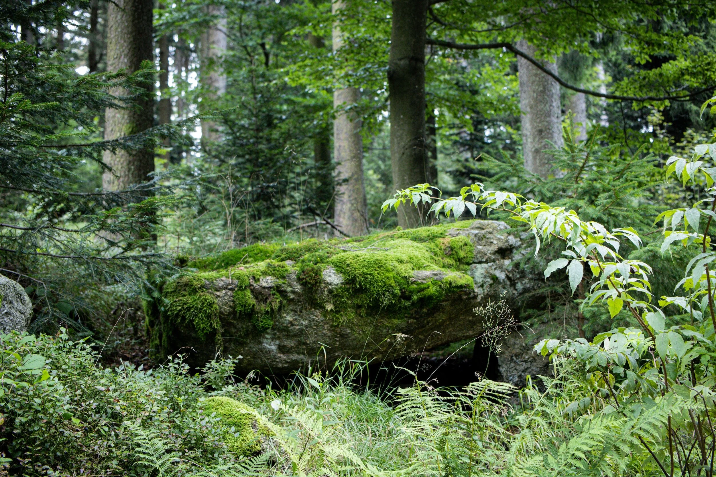 Forest Bathing: What It Is and Why You Should Give It a Try