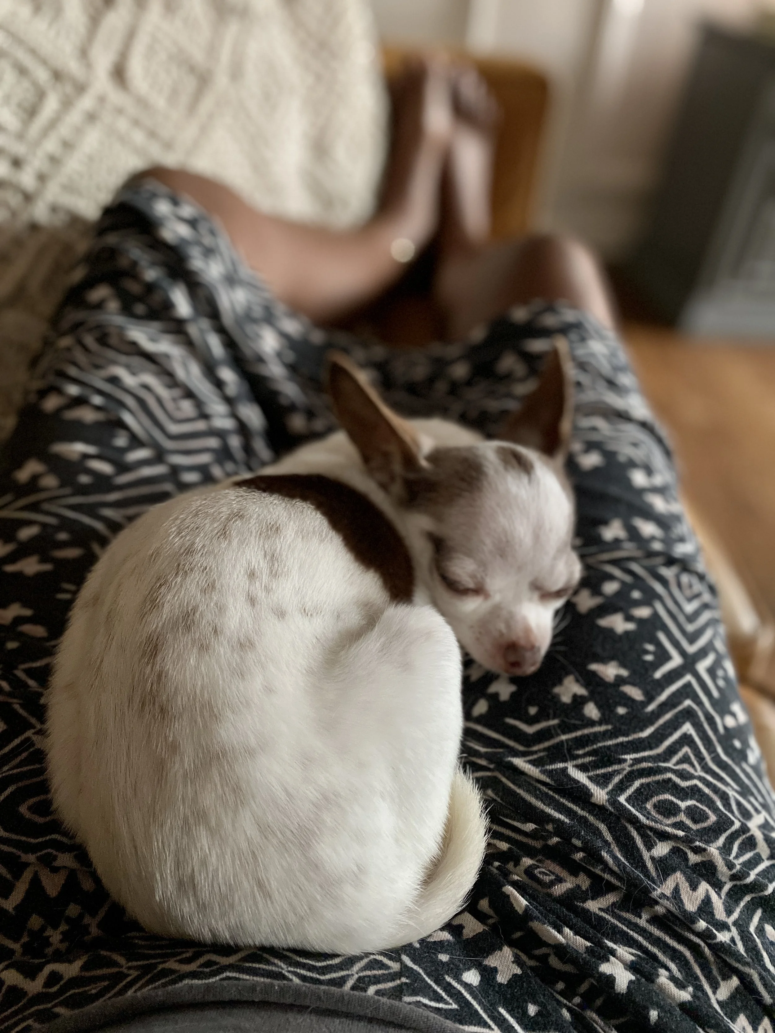 Pets and Mental Health: A Heartfelt Connection