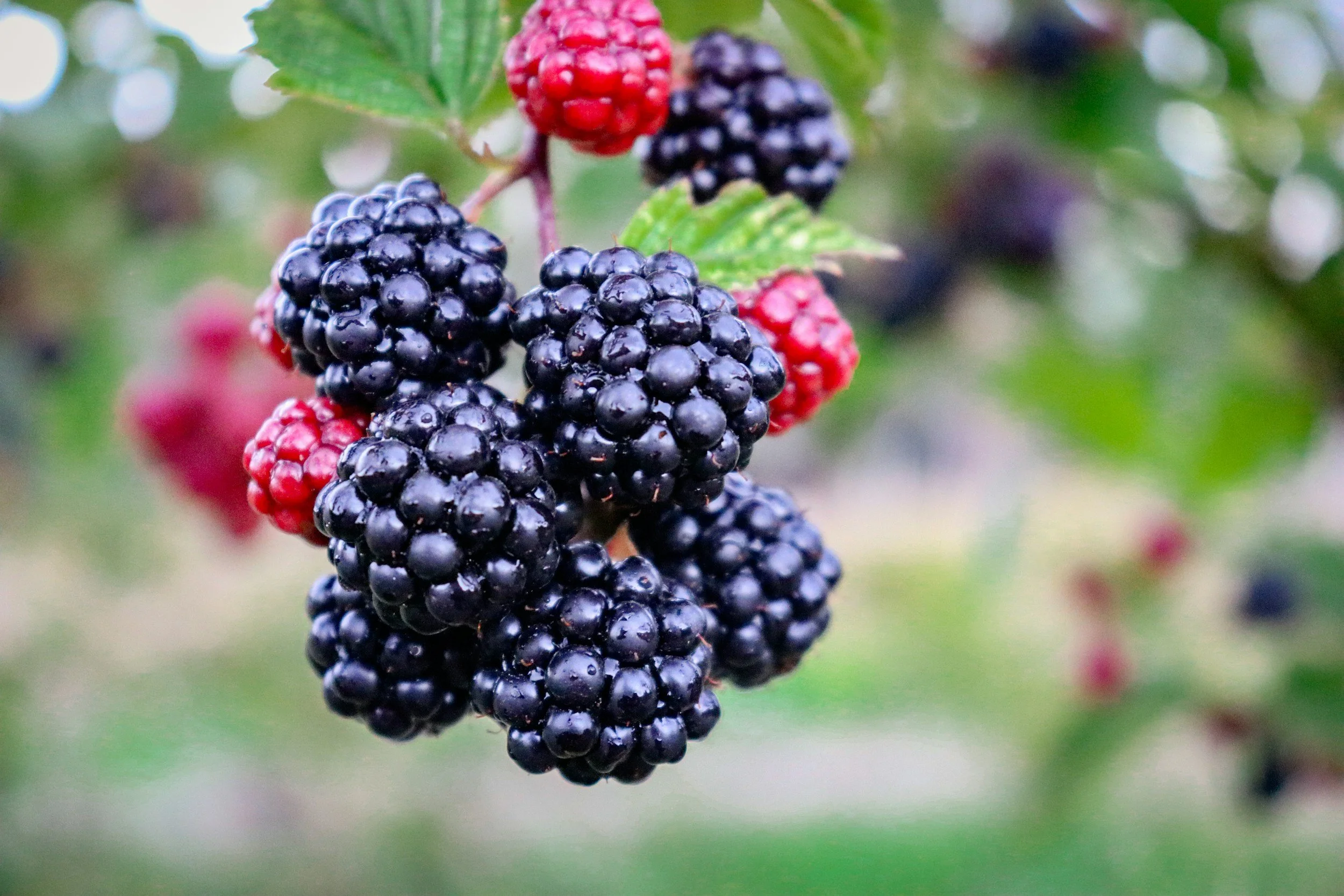 Food as Medicine: A Holistic Adventure to Wellness