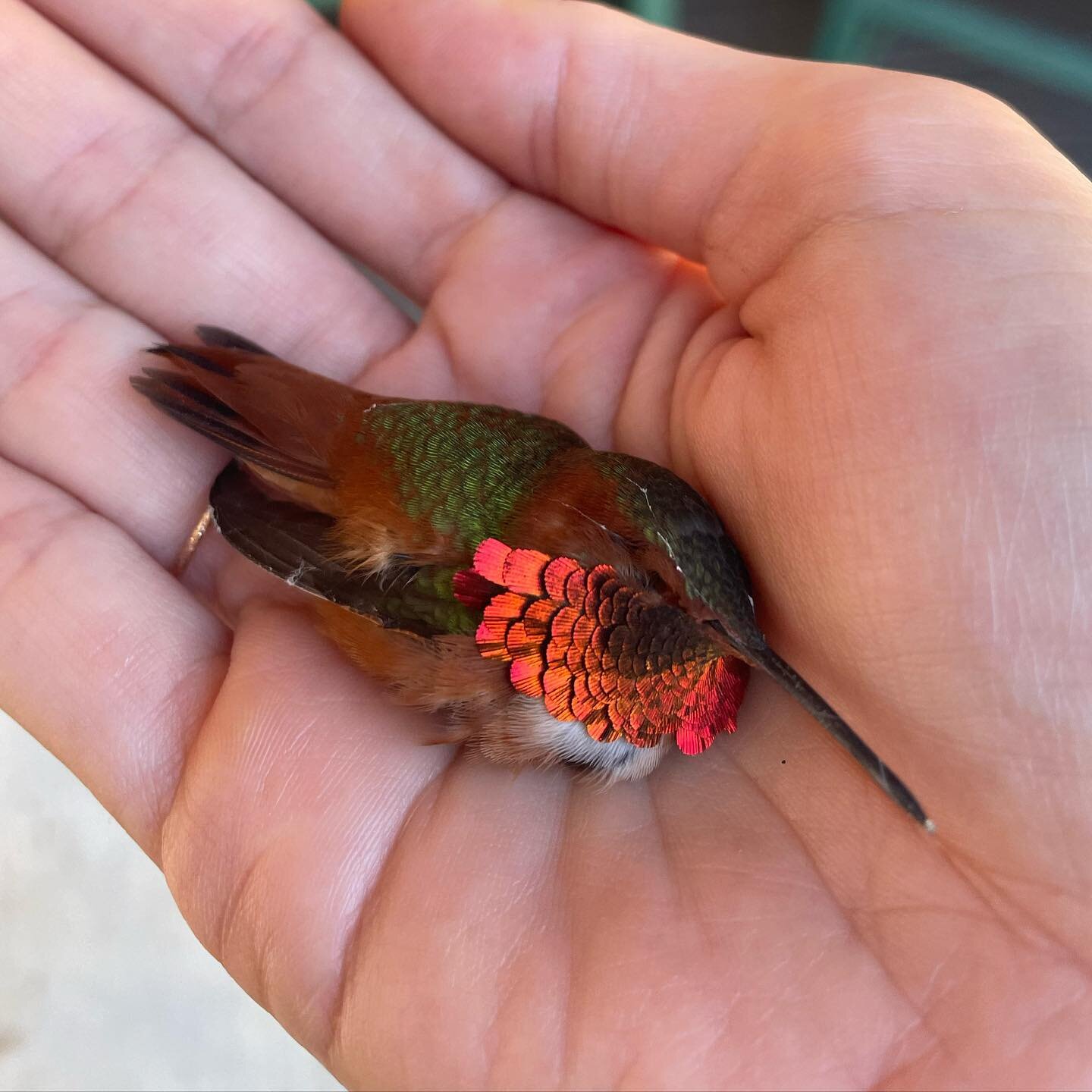 I hope to never have occasion to hold a still hummingbird in my hand again (this one met a heartbreaking fate after getting trapped in a garage) but it was a sad sort of privilege to get so close to such beauty&mdash;those iridescent throat sequins a