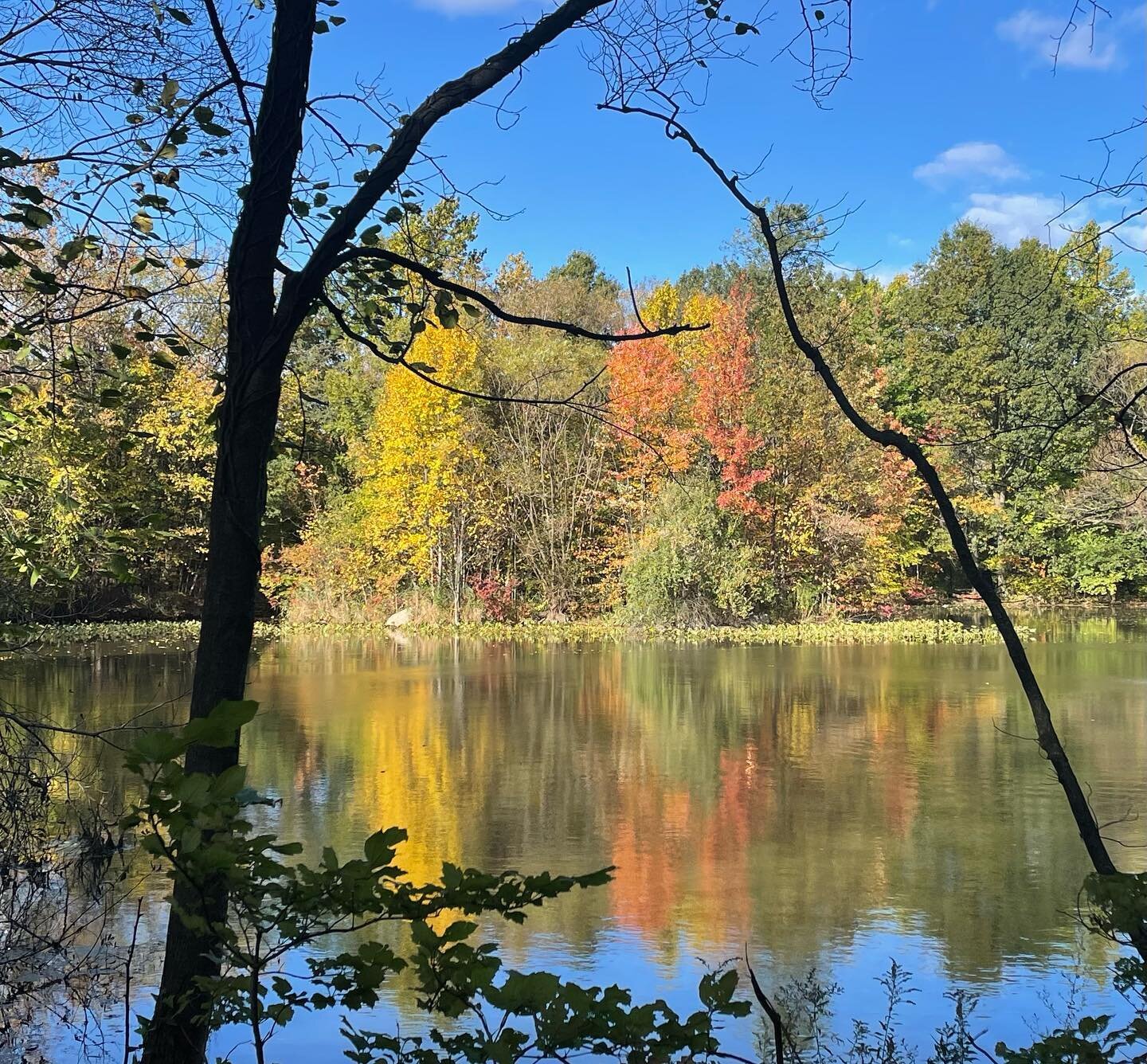 What a fall. 💔

1. The tenderness 
  of the living world&mdash;
 why do we not
  mirror it?
2. Maple red
3. Ginkgo gold (as if painted by Klimt)
4. Beautyberry (Callicarpa americana)
5. &ldquo;All colors milk the fleeting light&rdquo;
6. Watercolor
