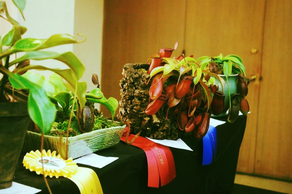 Nepenthes in bark pot.jpg