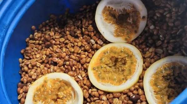 Coffee Co-Fermentation Explained