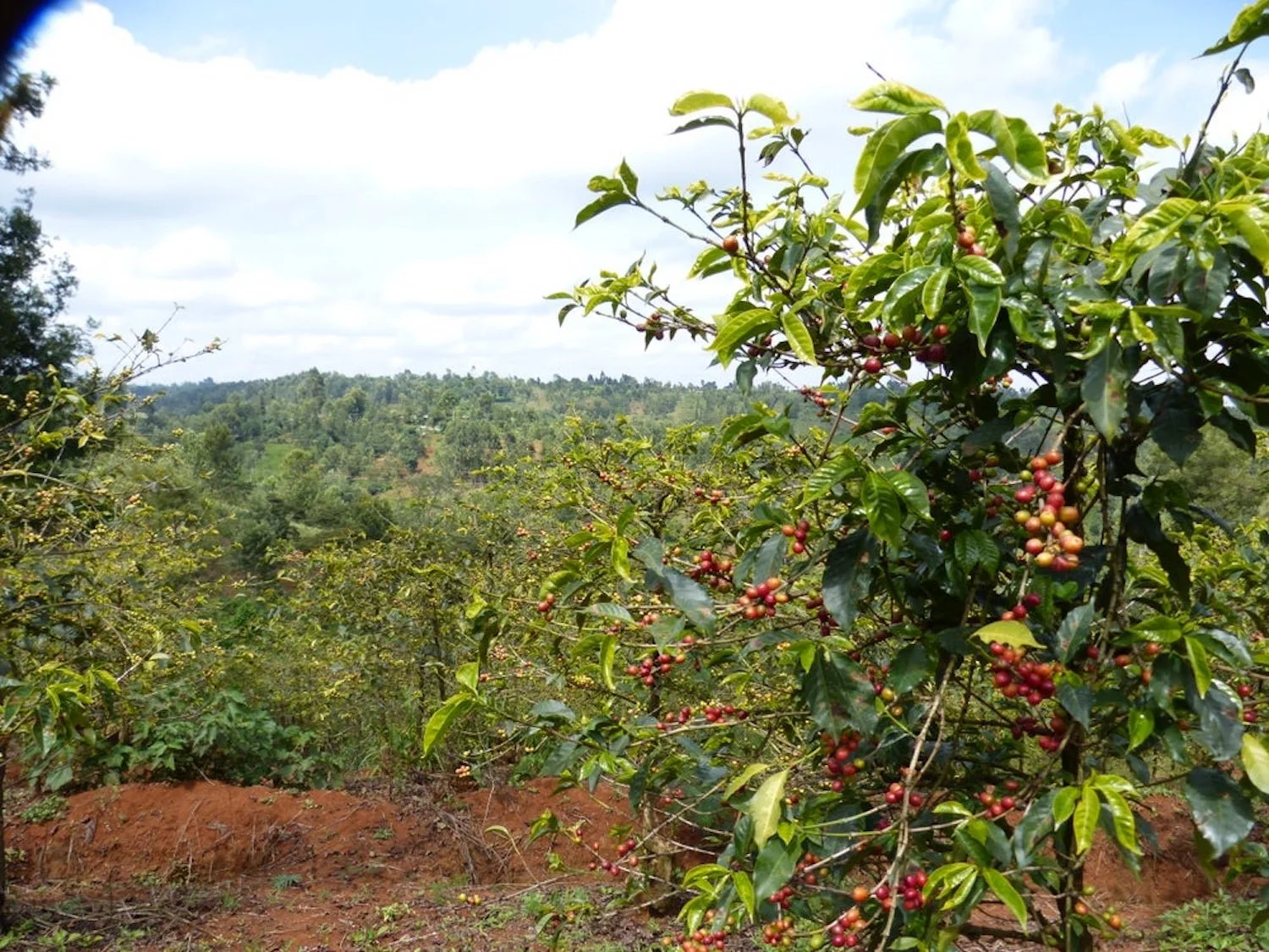 Gatuya AA: Muranga, Kenya