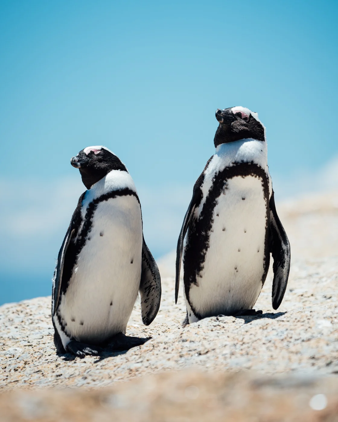 Boulders Beach