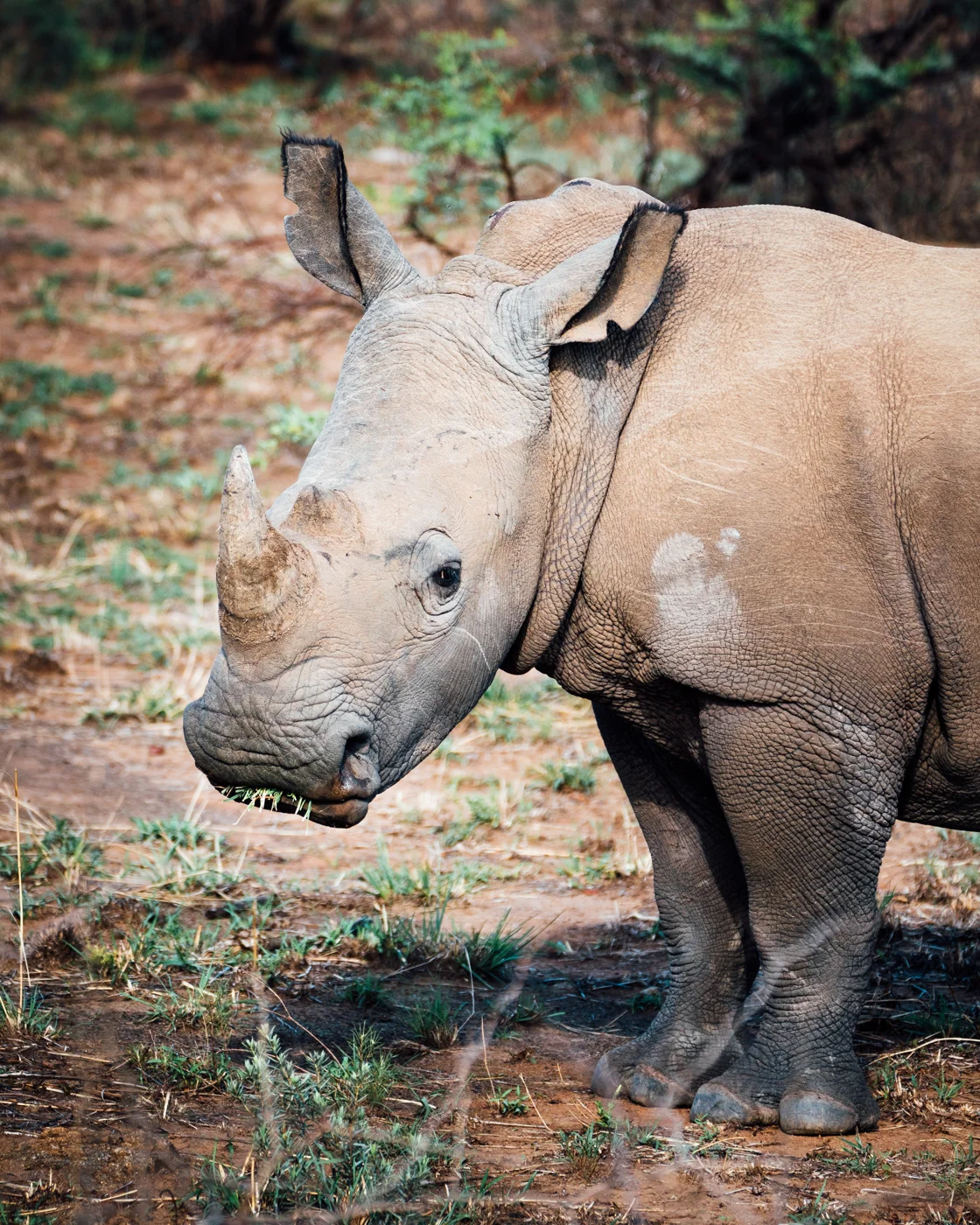 Baby rhino