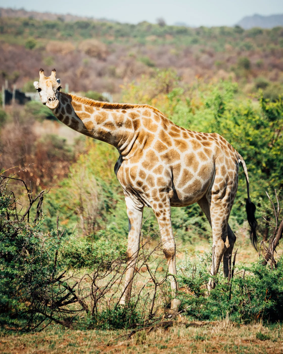 Giraffe