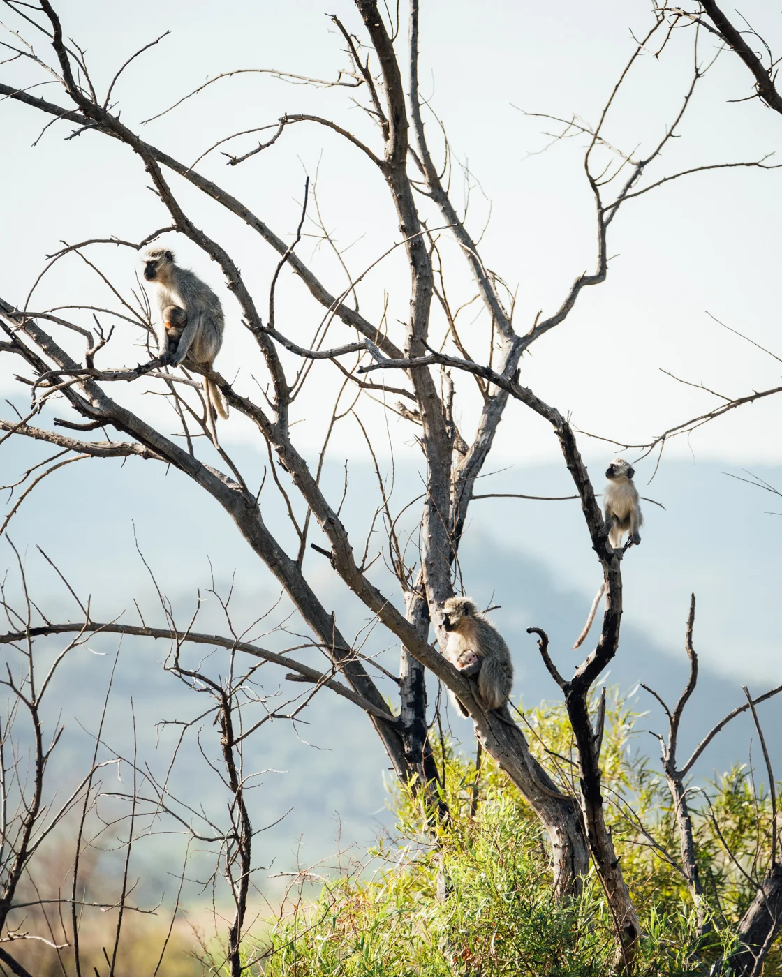 Monkey's on tree