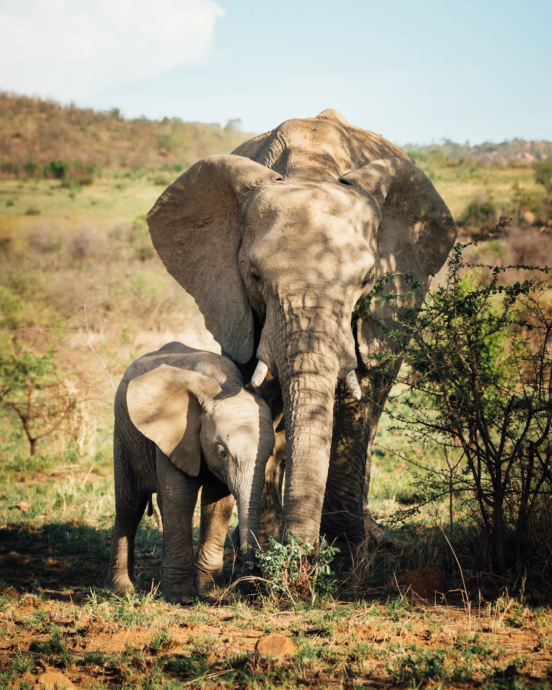 Mother and baby elephant
