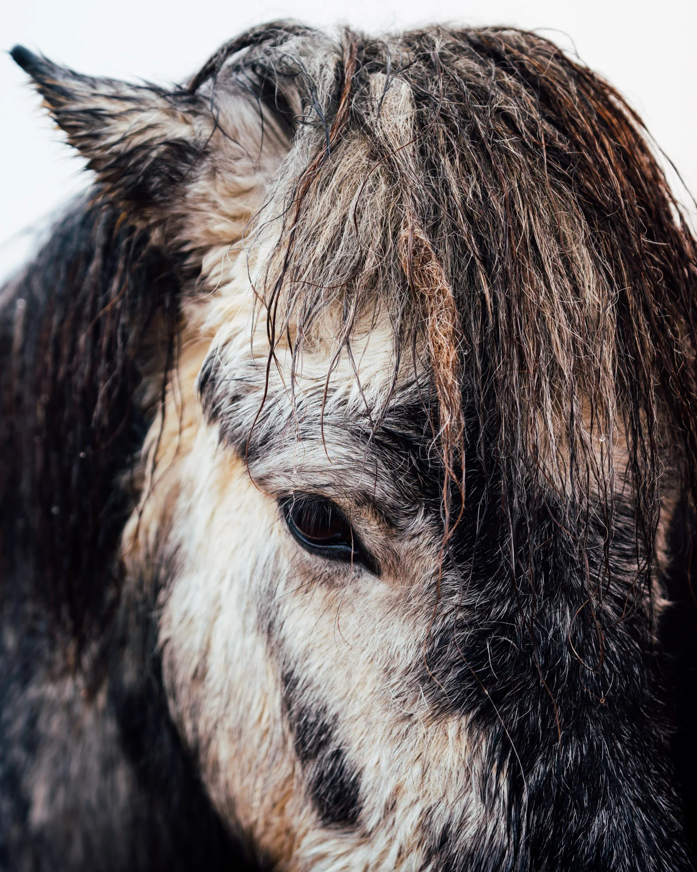 Iceland horse winter