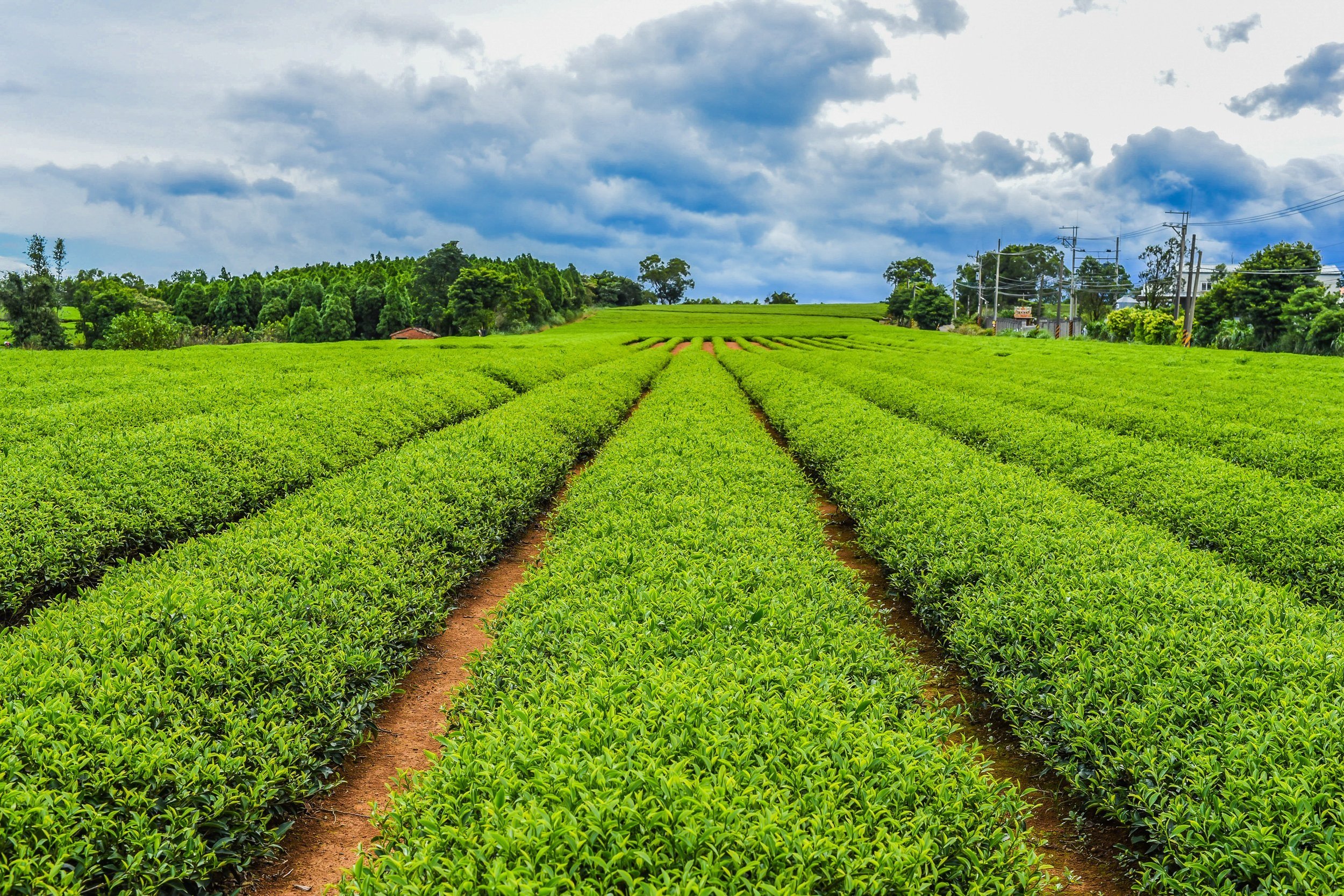 Trilliant Tea Industry