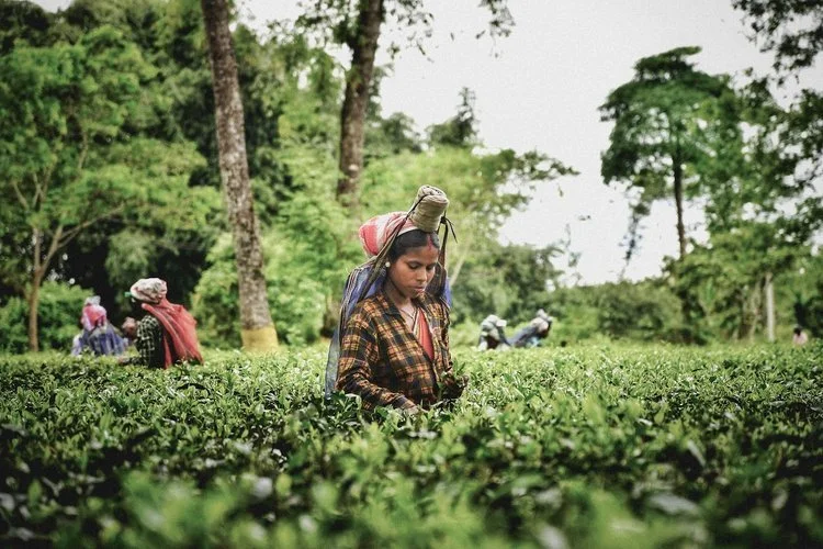 Woman+picking+tea.jpeg
