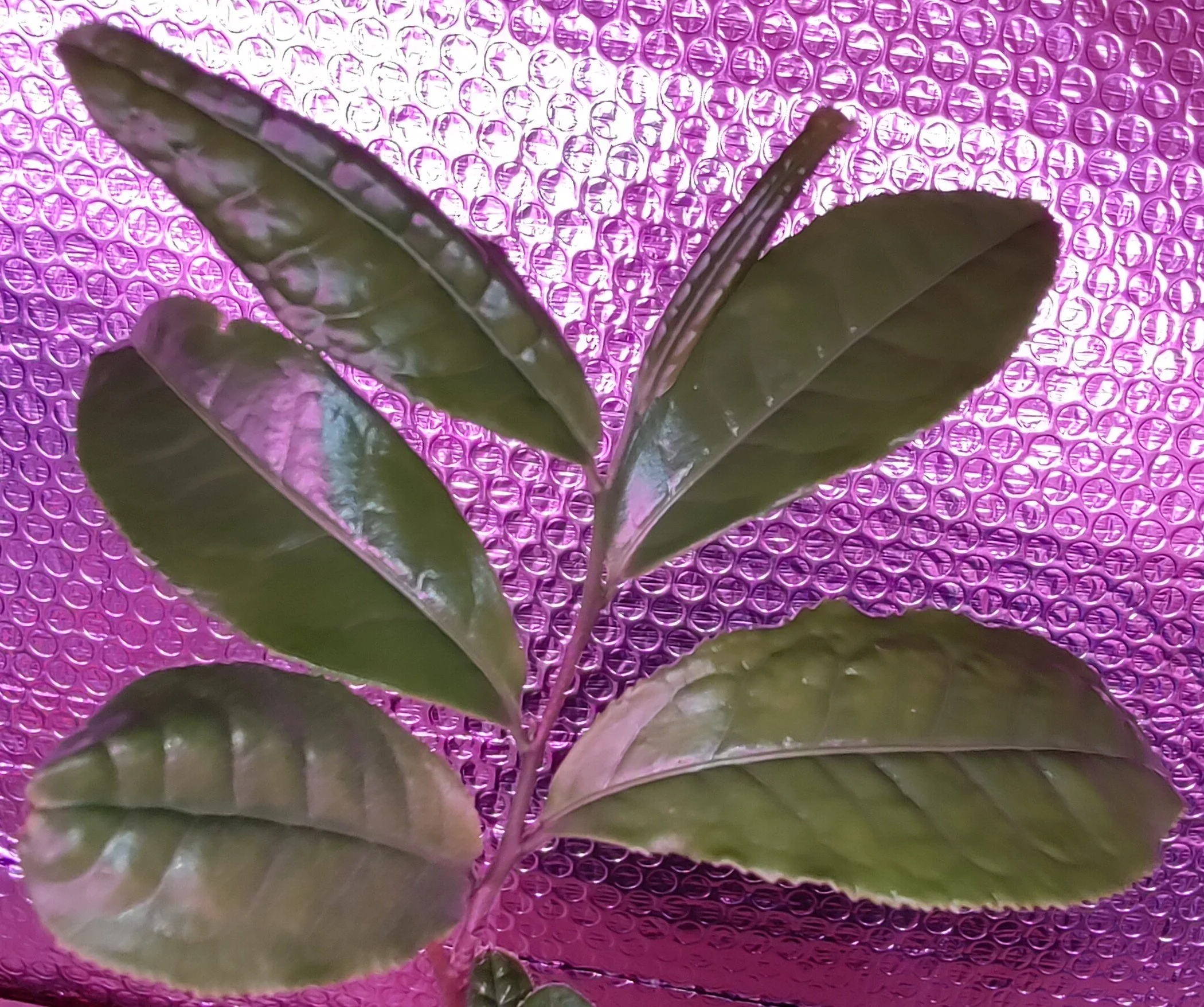 Leaves over a purple background