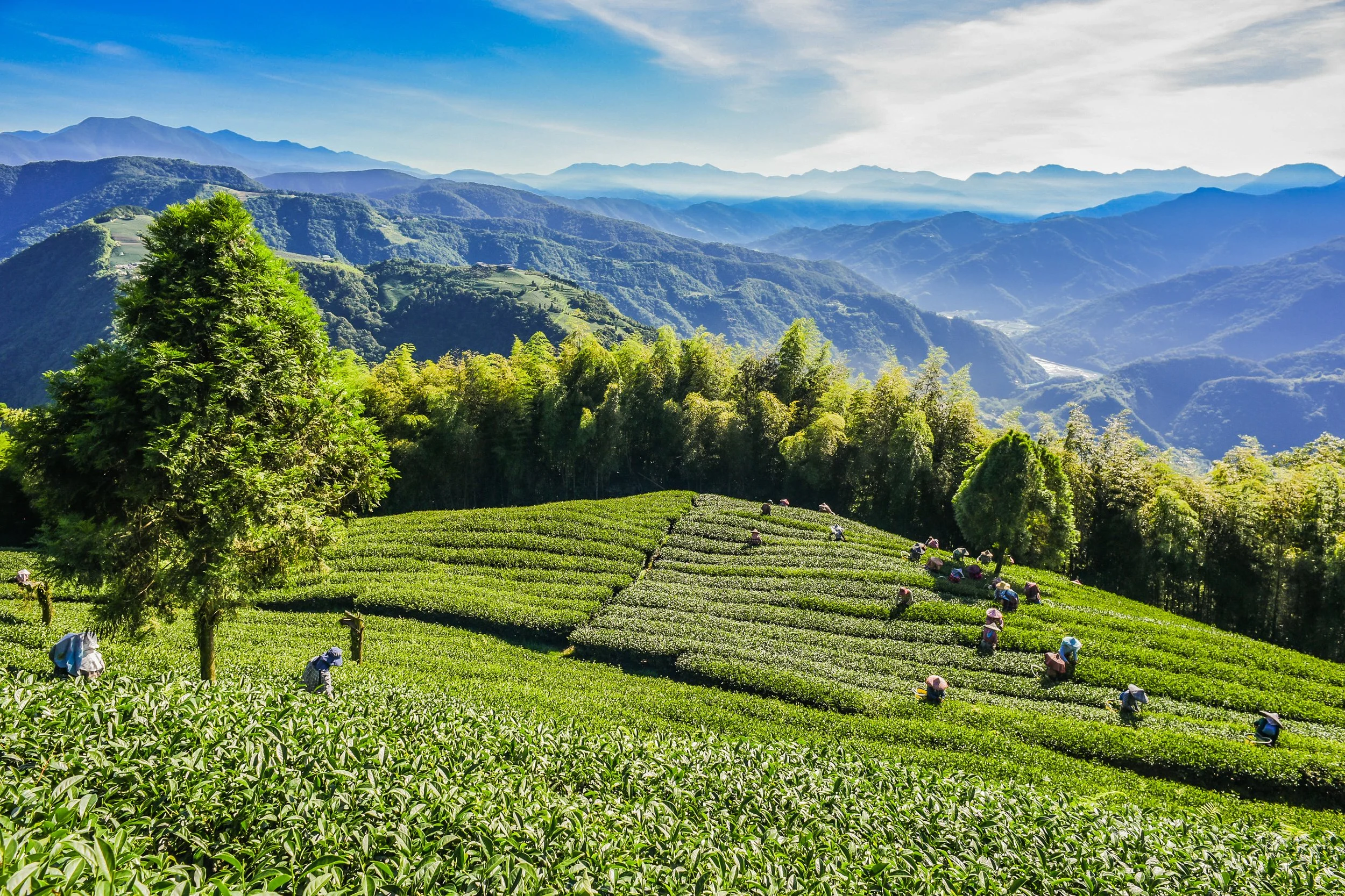 Meet the Producers — European Speciality Tea Association