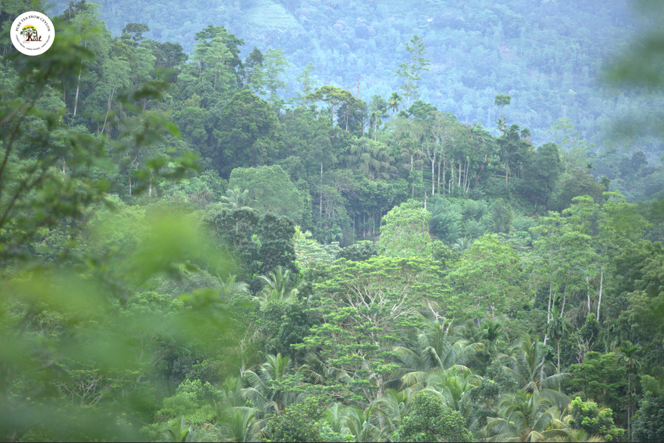Sri Lanka rainforest