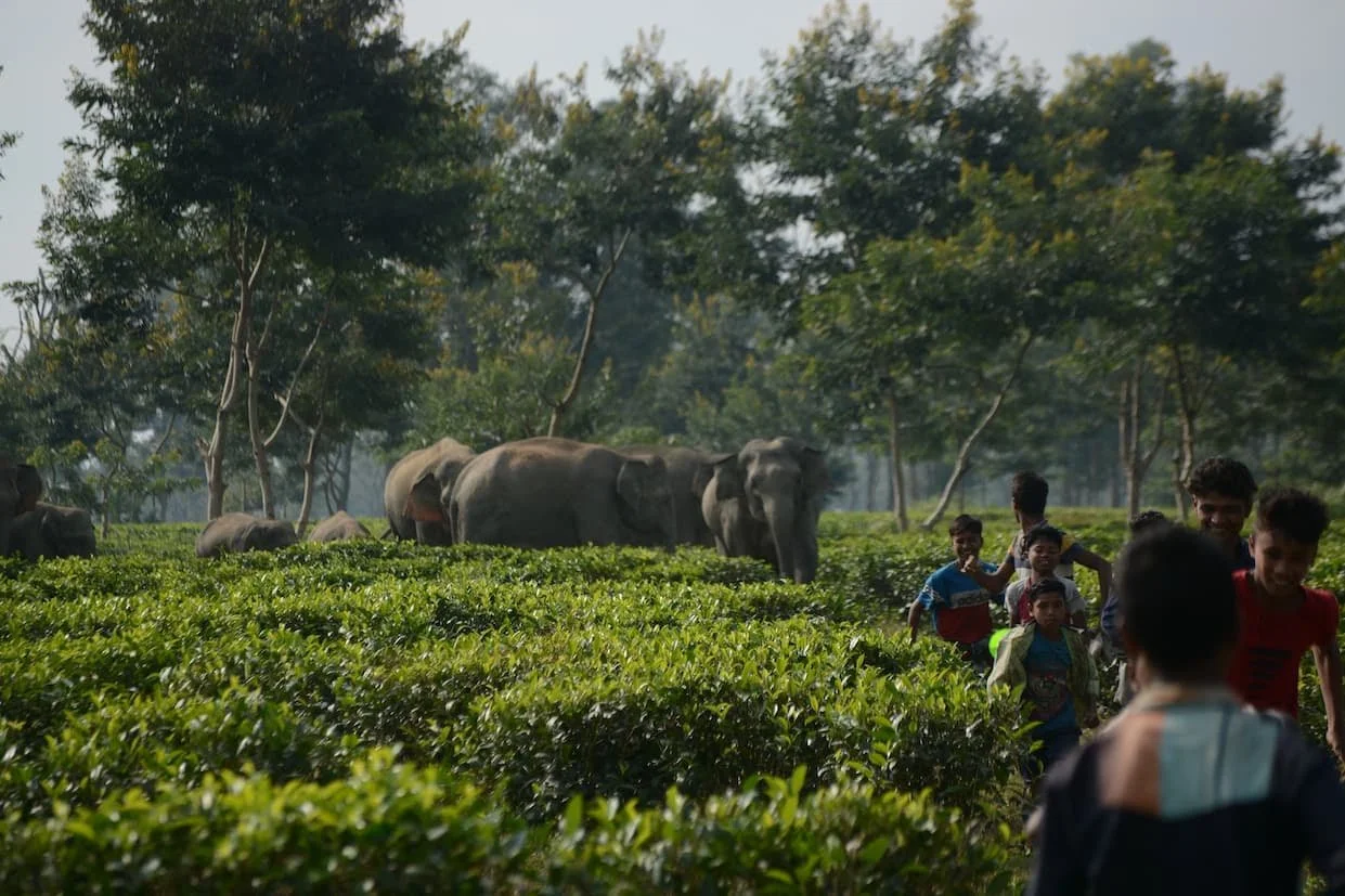 Elephants crossing a tea plantation. Some people are running in from of them.