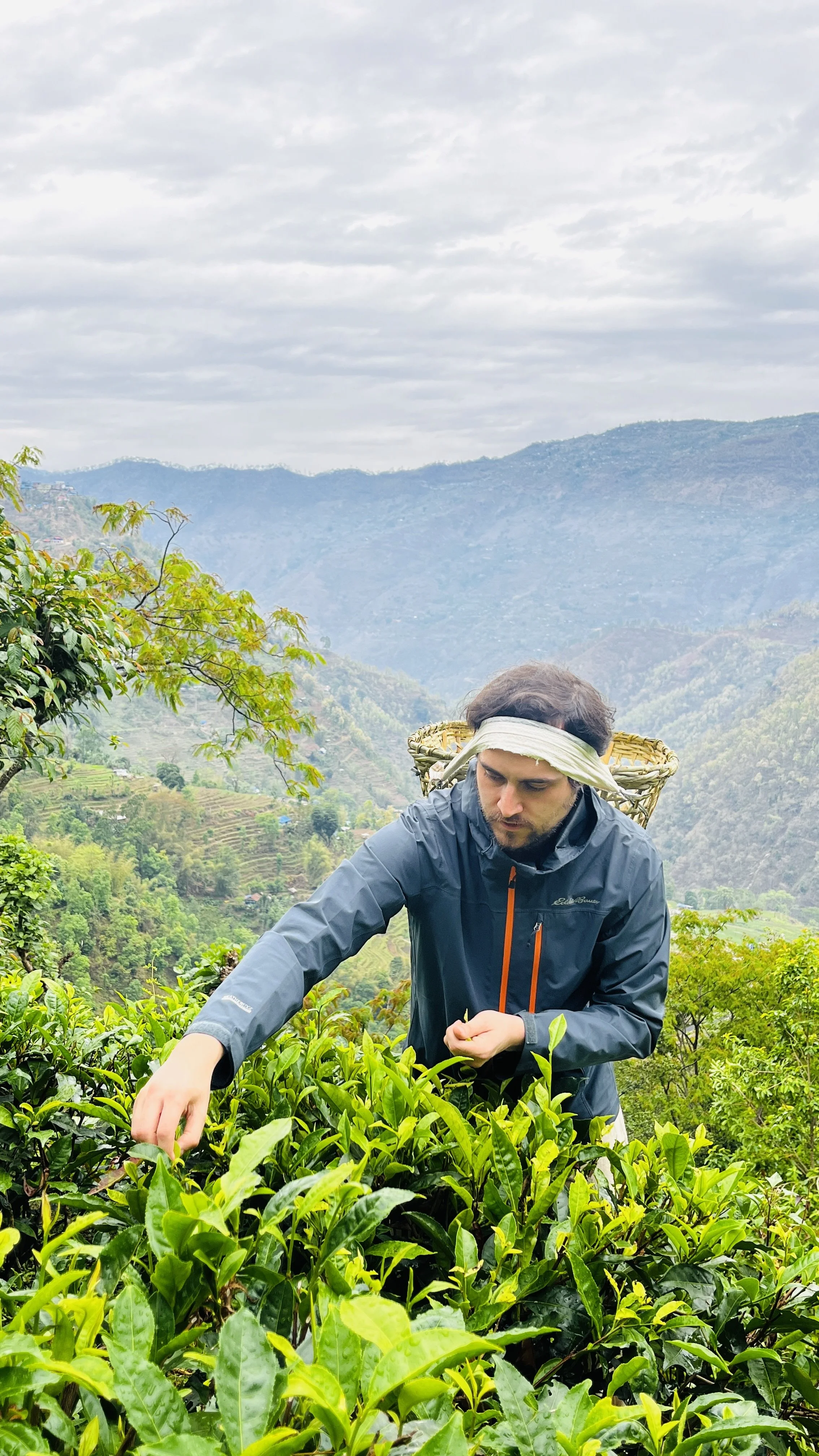 Origin Trips — European Speciality Tea Association