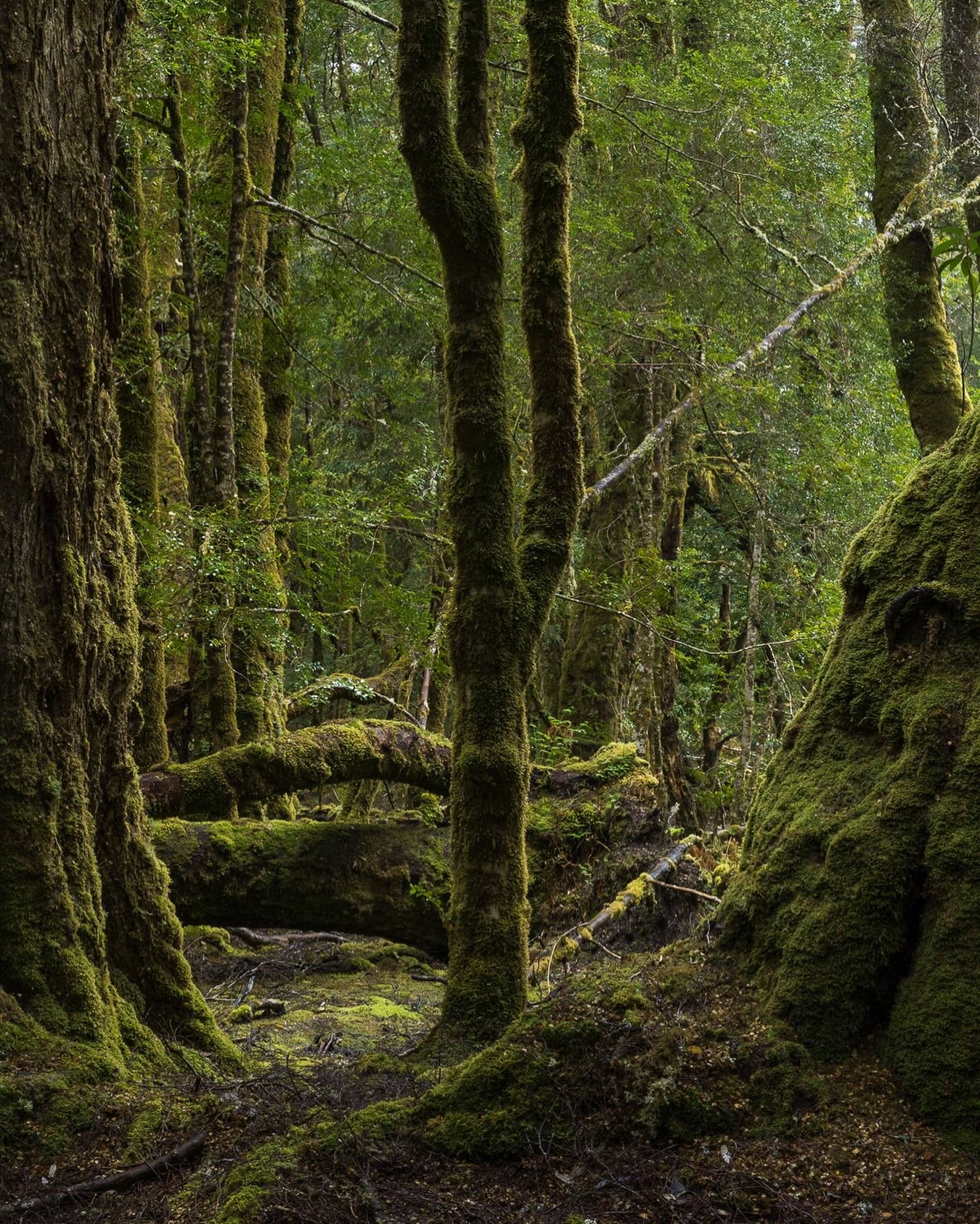 &ldquo;A Fork in the Forest&rdquo;
Late Afternoon / Cradle Mtn. National Park, Tasmania, Australia .
From a very accessible walk in Cradle Mtn.
 2 ancient Myrtle Beech trees keeping company with a Sassafras &hellip; and me! 😍
The Sassafras has such 