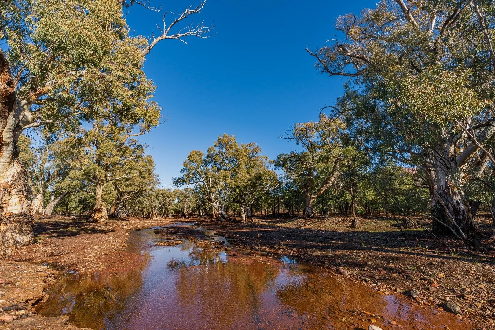 &ldquo;Water!&rdquo;
Early Morn / Flinders Ranges, South Australia .

Recent heavy rainfall gathering in the many creeks and rocky river beds of the Flinders during my recent trip.
A nice contrast to the usual dusty, dry landscape.
Lucky I took my gu