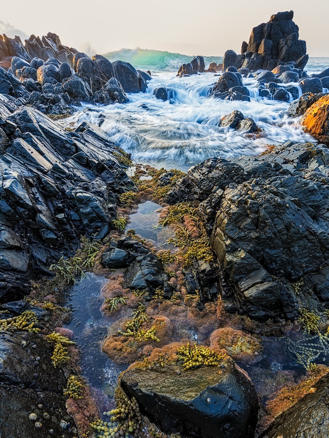 &ldquo;Down by the Sea&rdquo;
Early Morn / Minnamurra Headland, South Coast, NSW, Australia .

After a pretty &ldquo;meh&rdquo; sunrise session, a wander around the rocks.
Tide just low enough to reveal life under the waves.