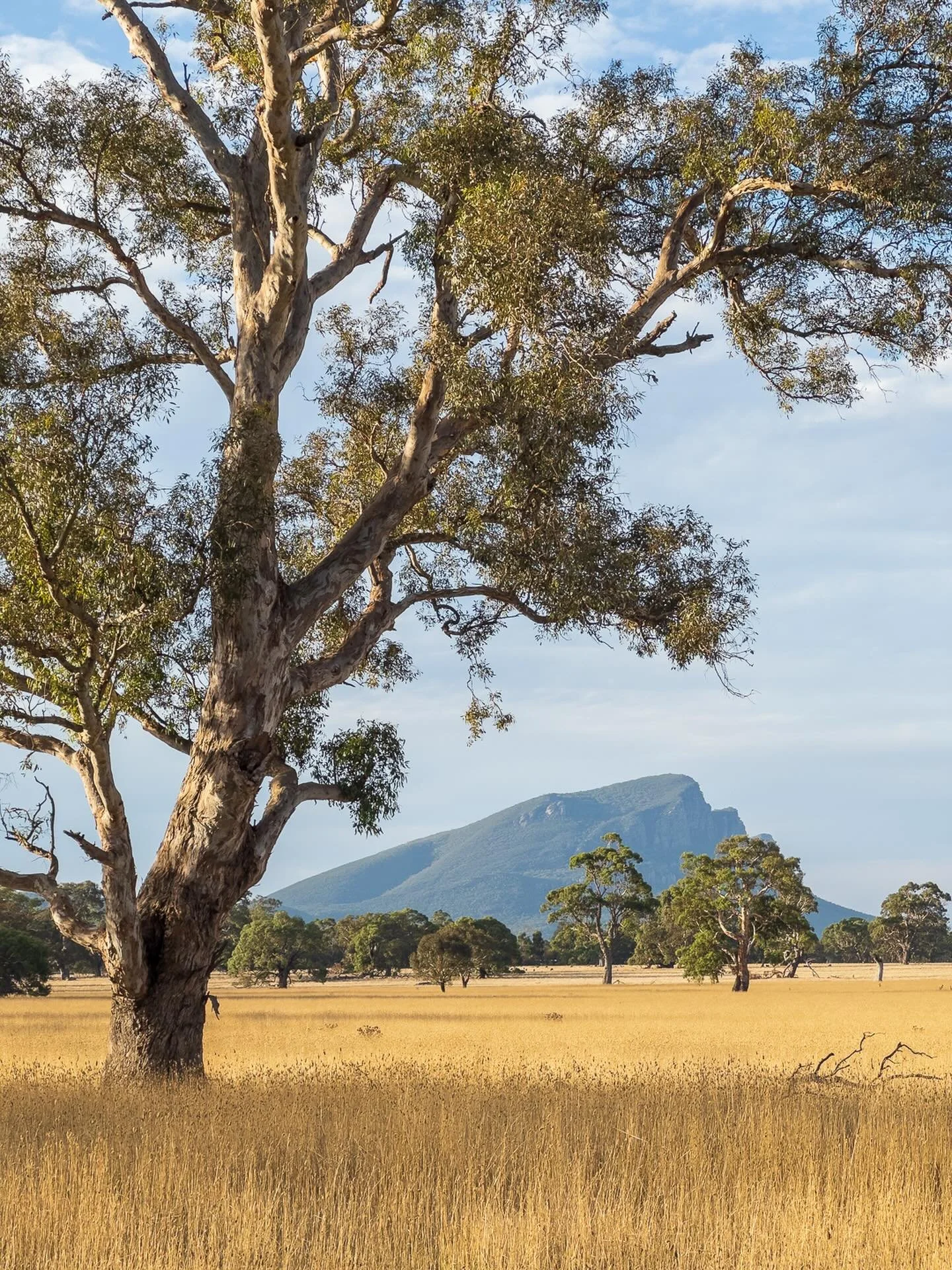 &ldquo;Mt Abrupt From the South&rdquo;
Late Afternoon, The Grampians, Victoria, Australia.

From a recent road trip to The Grampians with my son Mitch.
Great catch up. A hike up to Mt Abrupt and a few days exploring the back roads.
Great views like t