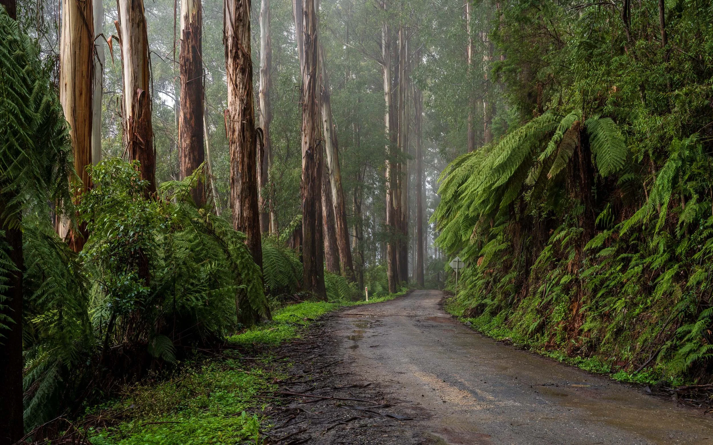 Road Trip South - Horse Head Rock, Green Cape and Yarra Ranges