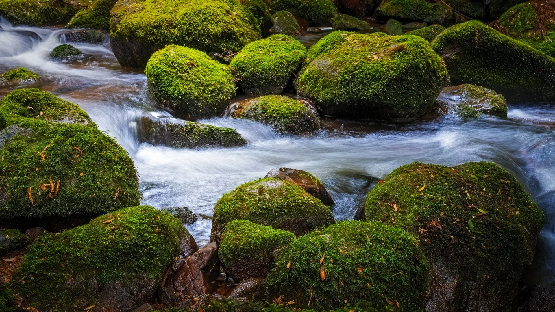 &ldquo;Secluded #2&rdquo;
Noon / Pyengana, Tasmania, Australia 

Whilst out chasing a water fall, I wandered across this secluded, secret stream.
Not large, but enough flow to create some beautiful scenes.

My second fave!