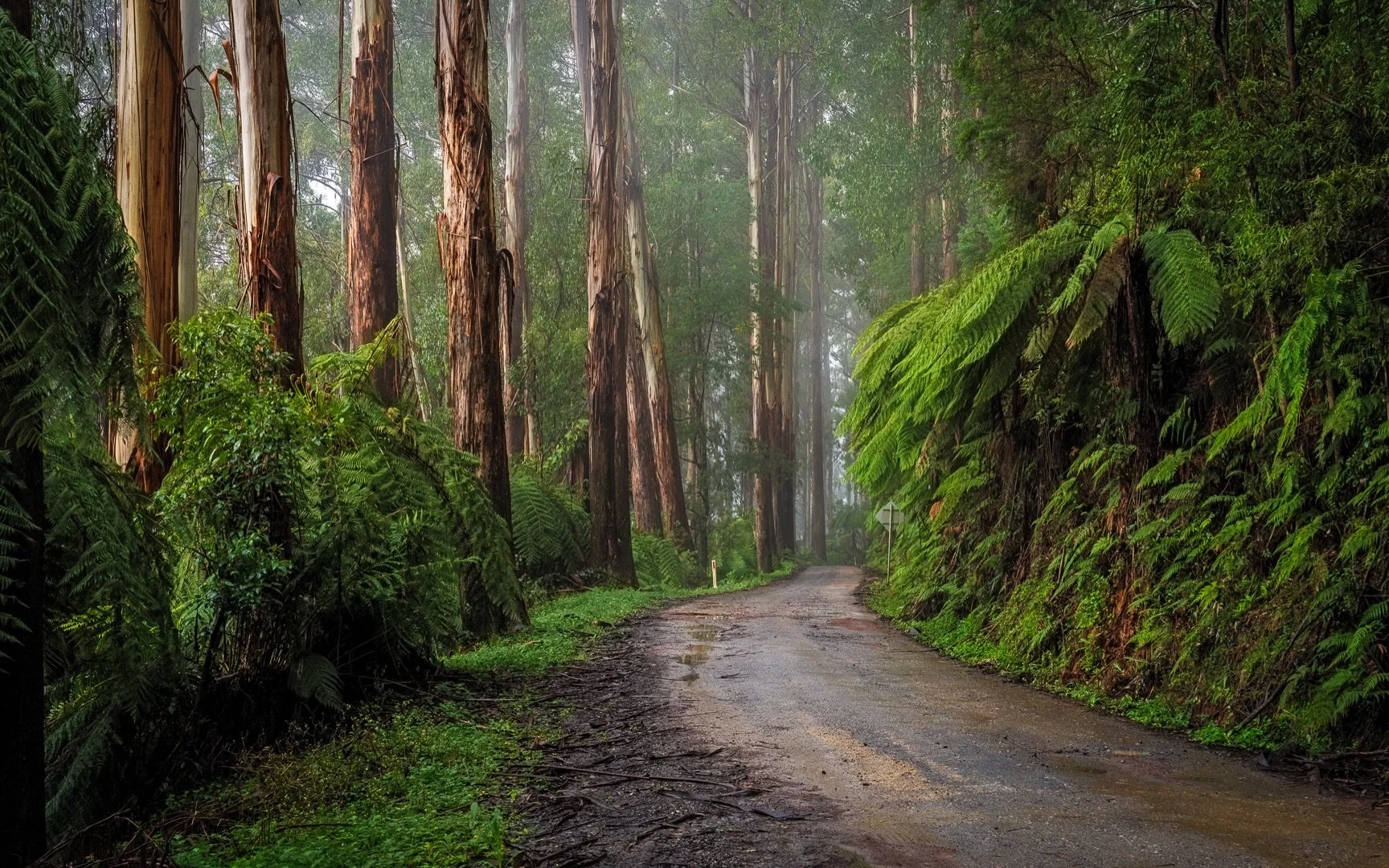 &ldquo;The Road Less Travelled&rdquo;
Early Morn / Yarra Ranges, Victoria, Australia .

A foggy and raining morning exploring a section of the Yarra Ranges with Mitch.
Towering Mountain Ash gum trees, giant Tree Ferns and twisted Myrtle Beech.

Occas