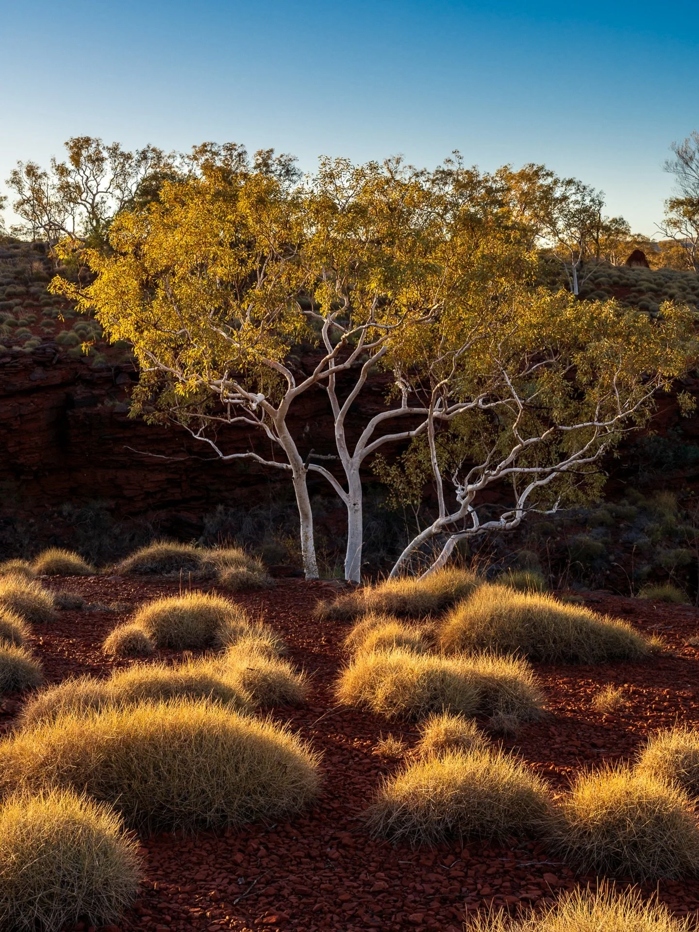 &ldquo;Spini-glow&rdquo;
Sunset / Karijini National Park, Western Australia .

Loved the sunset light on Karijini&rsquo;s spinifex! 
Such a beautiful glow. 

And a great contrast to the harsh iron rich rocks!