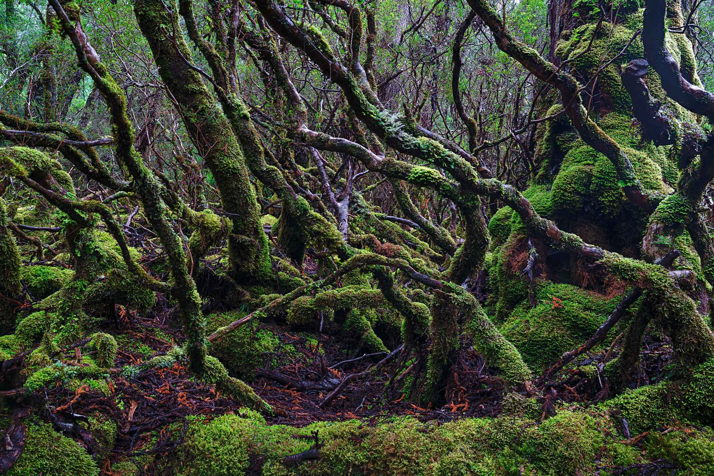 Oh What a Tangled Web we Weave … • Deep in the Forest / Cradle Mountain, Tasmania, Australia