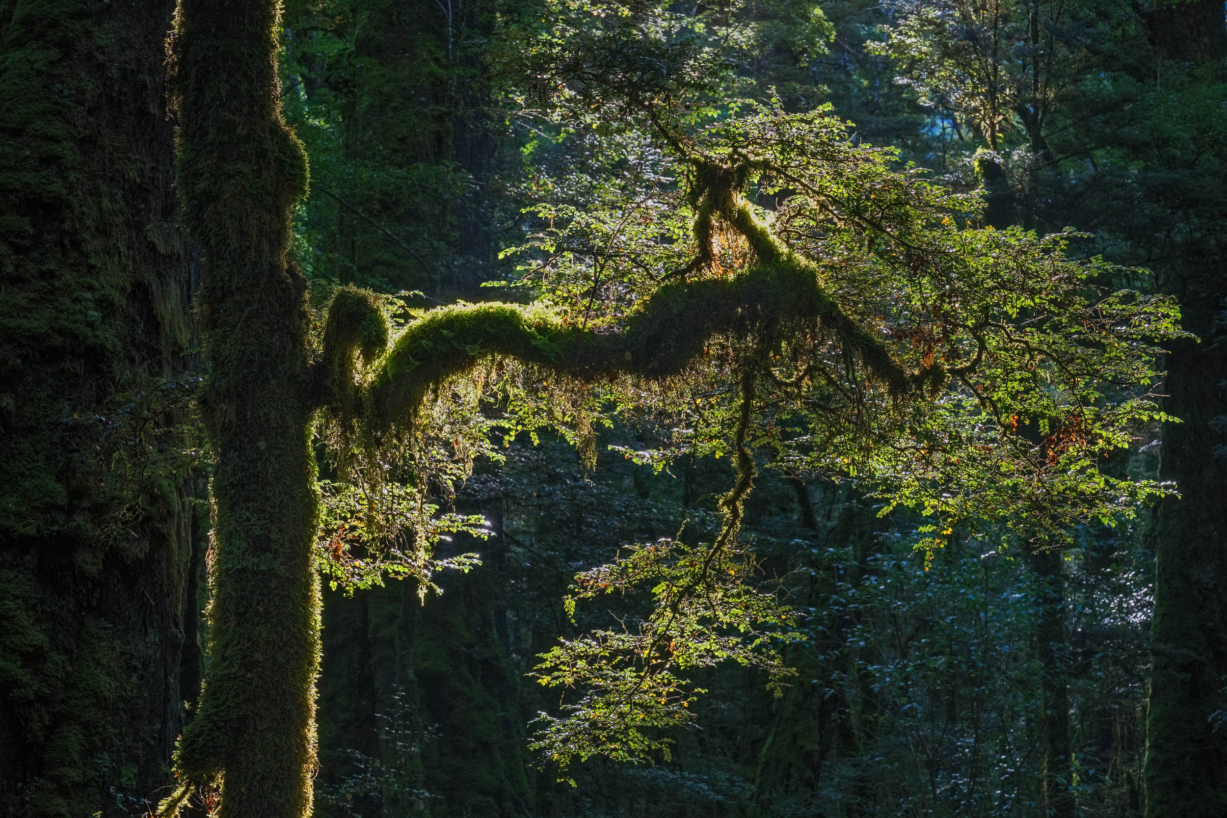 Alluring • Late Afternoon / Fiordland, South Island, New Zealand