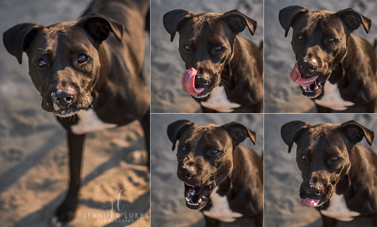Black dog licks his face