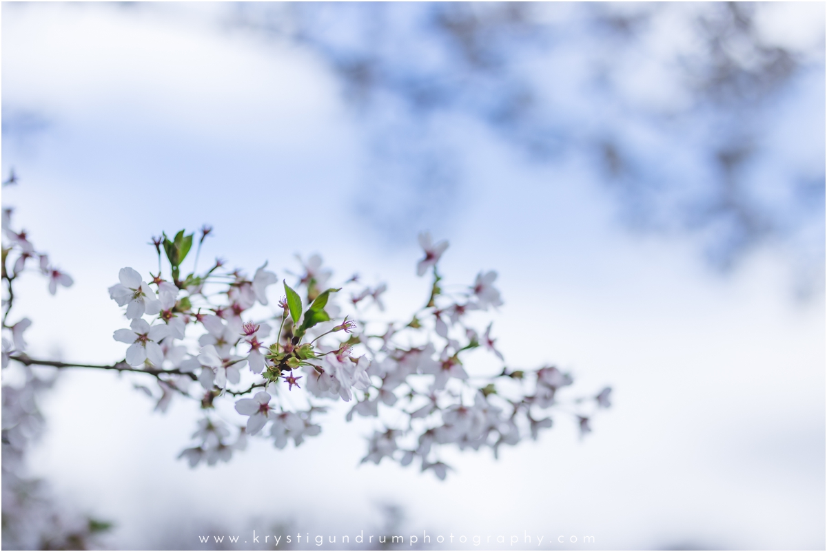 KrystiGundrumPhotography_SpringMagnolia_0004.jpg