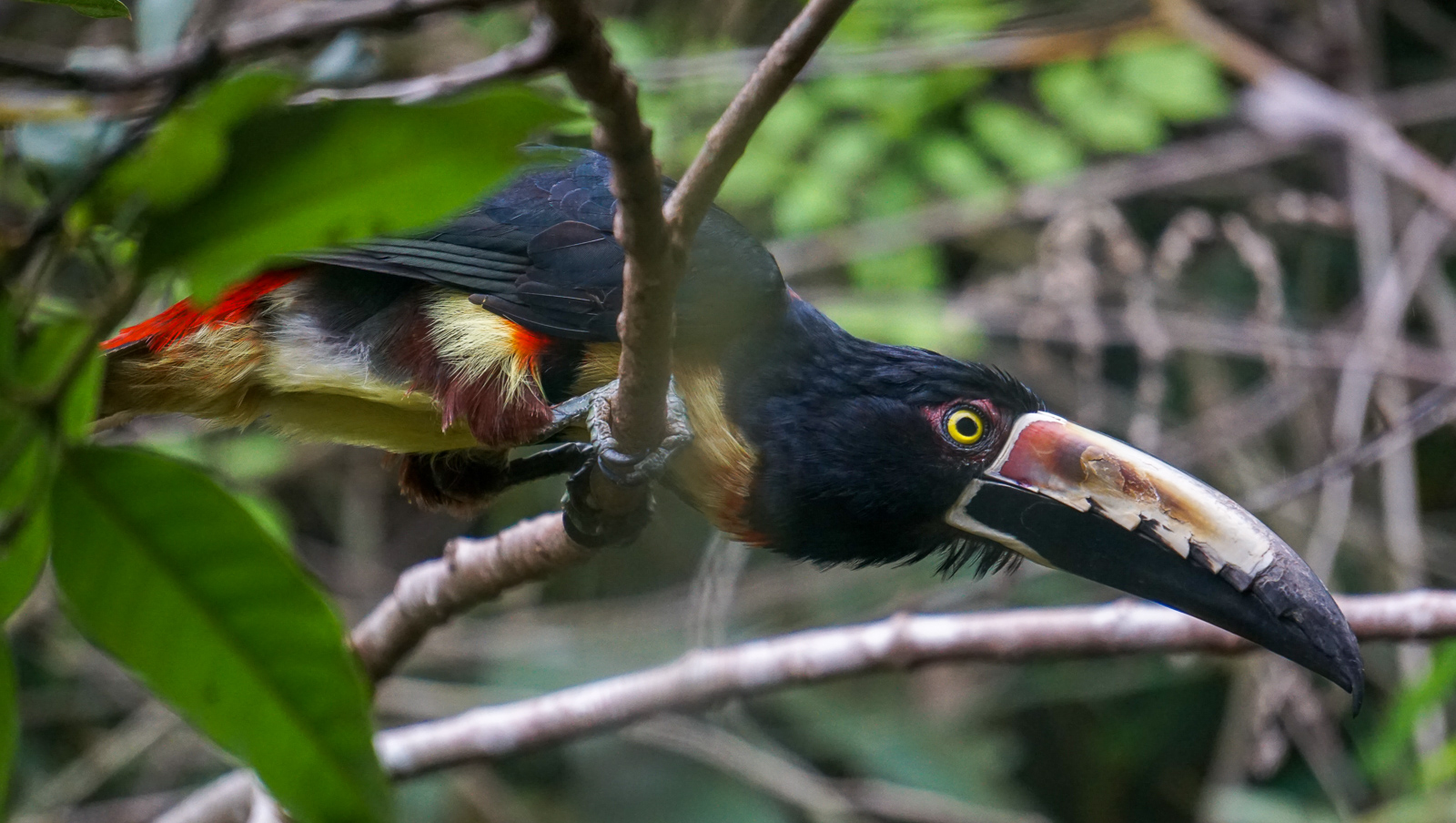 On the plus side there are amazing birds on our front porch in Turrialba. This one is an Aracari