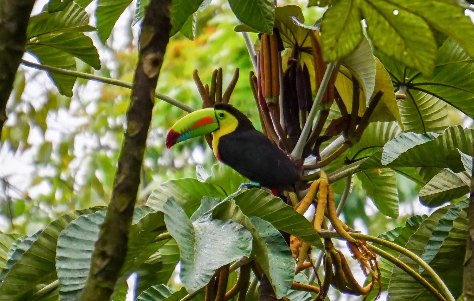 And this is the most famous one, a Rainbow Toucan