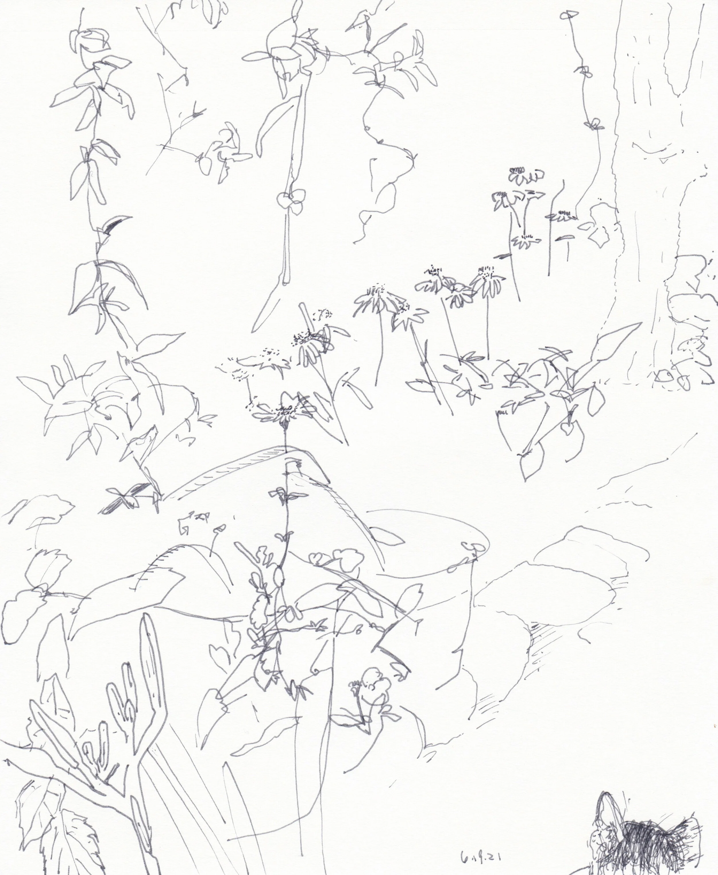 Backyard, Summer 2021