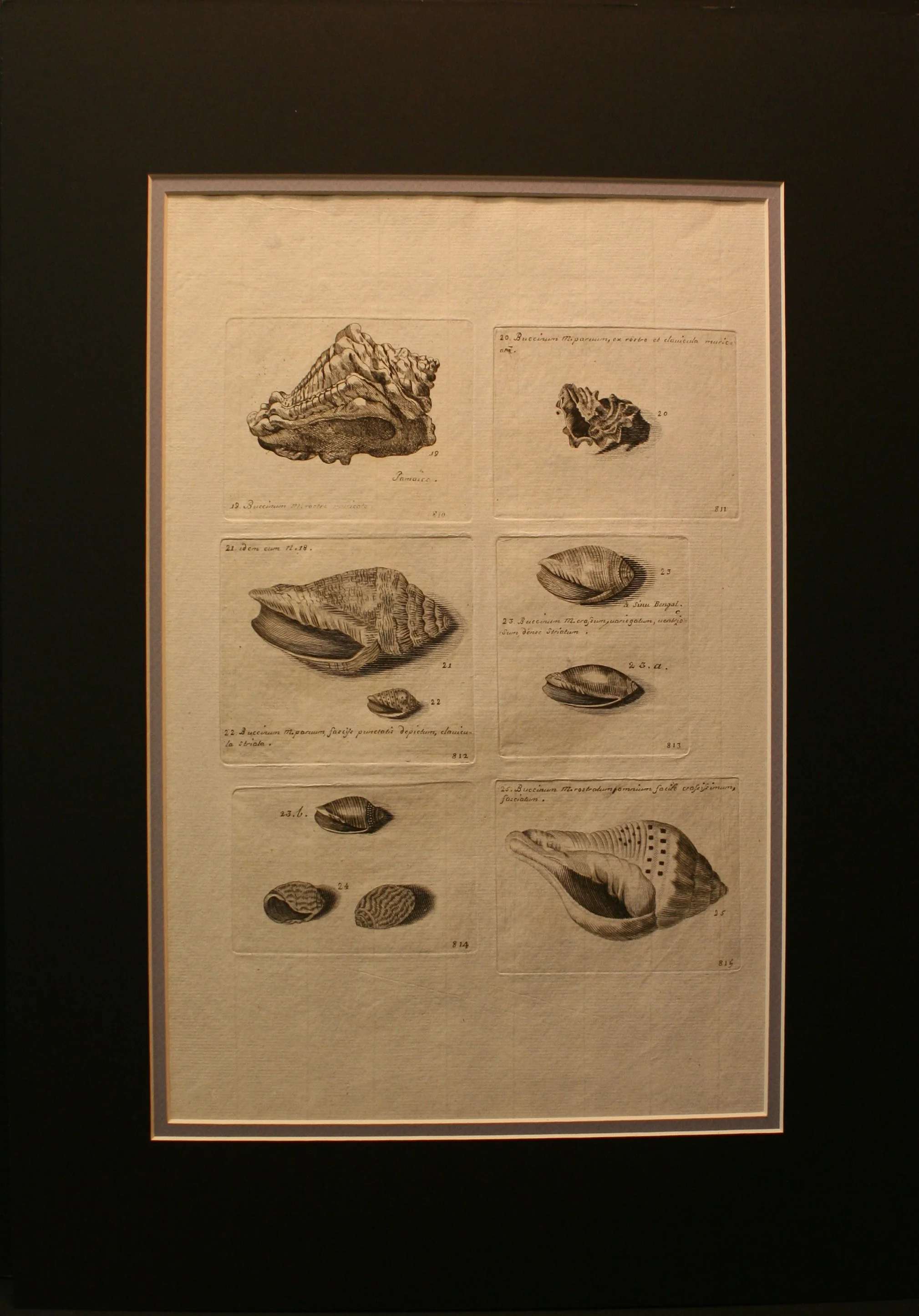 shells 004.JPG