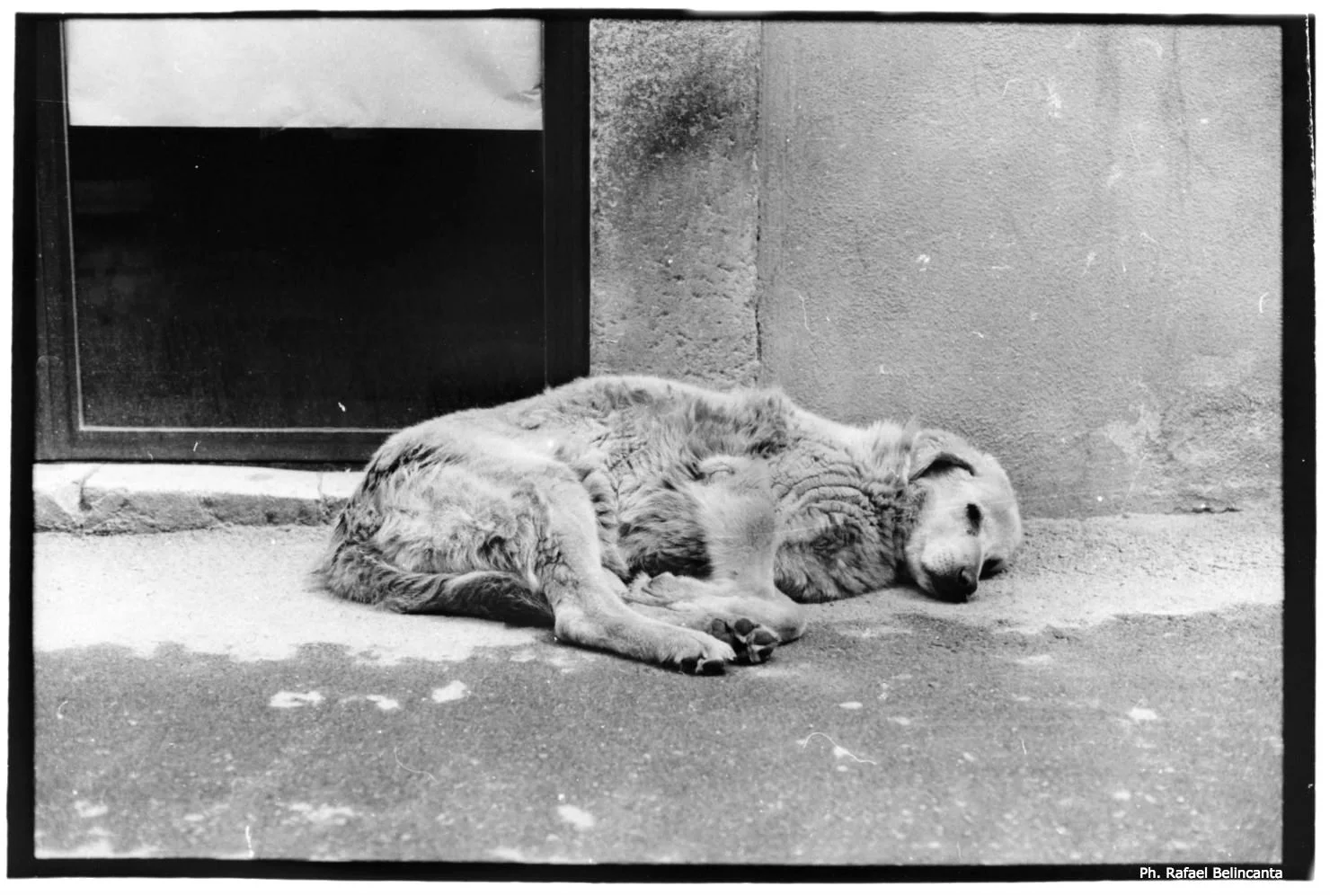 Cane randagio sulle vie del centro storico